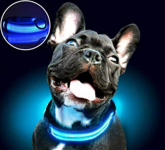 Collier lumineux sécurité pour chiens