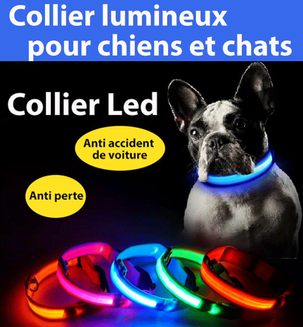 Collier lumineux sécurité pour chiens
