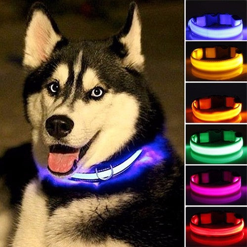 Collier lumineux sécurité pour chiens